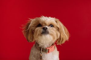 Traveling with Pets: The Definitive Comprehensive Comfort and Care Guide